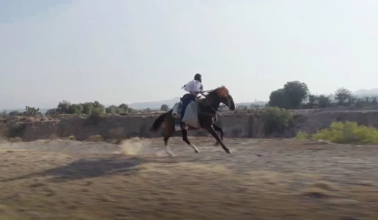 Té de Ruda (Jennifer Remba)