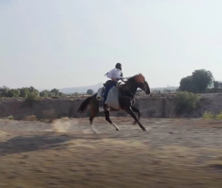 Té de Ruda (Jennifer Remba)