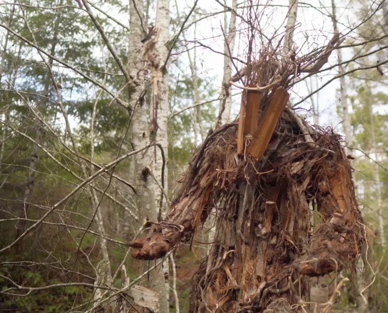 The Stickman’s Hollow (Jack Cox)