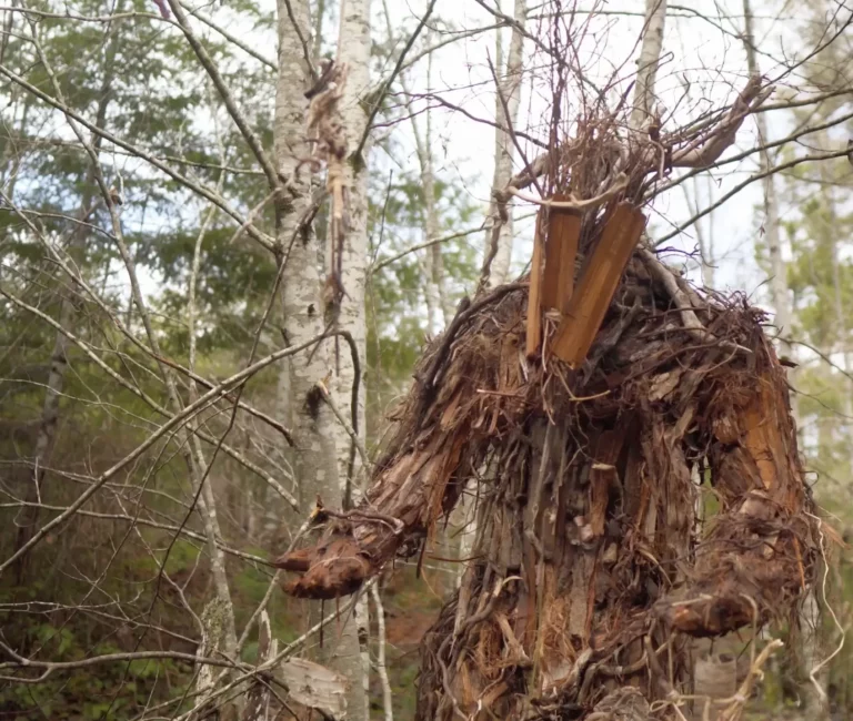 The Stickman’s Hollow (Jack Cox)